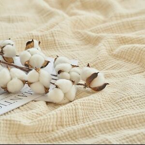 Cotton Stems on Cream Blanket